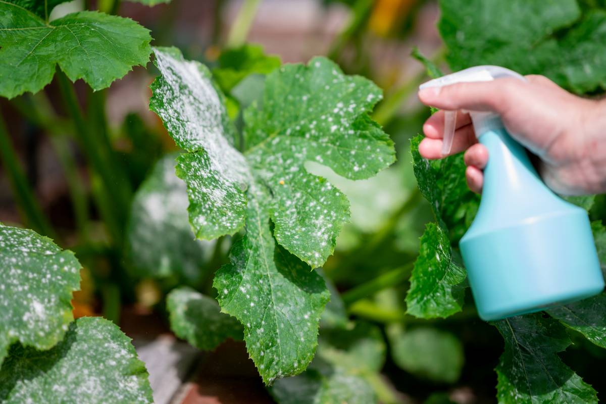 using a homemade bi-carb of soda spray to treat powdery mildew