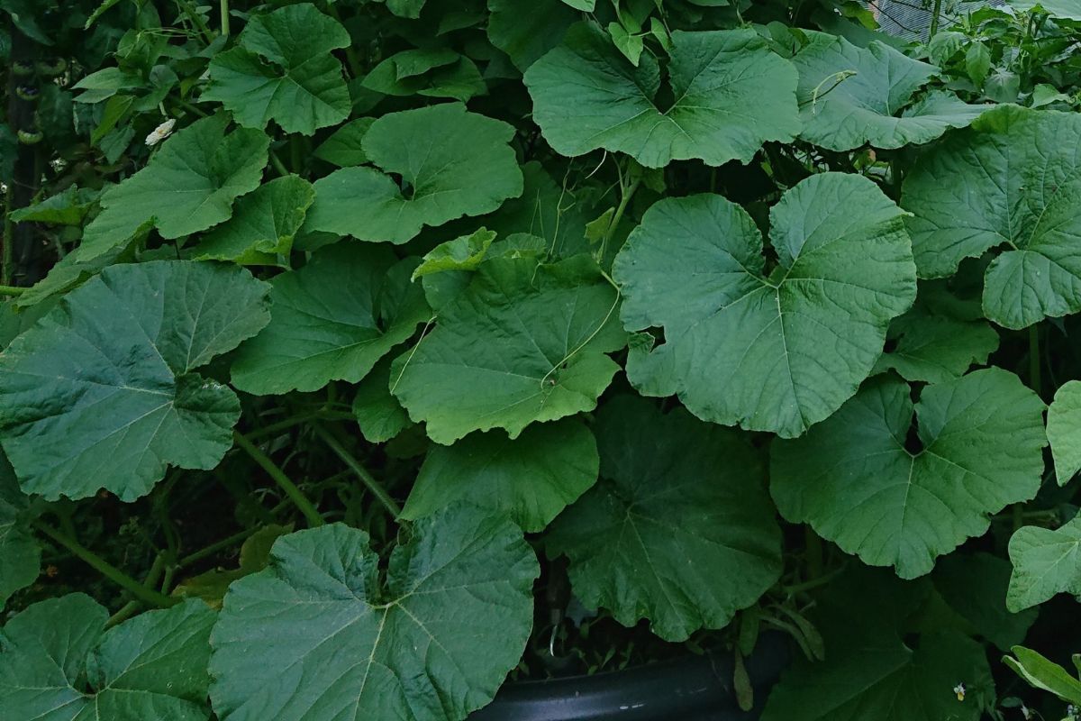 Vigorous Seedling