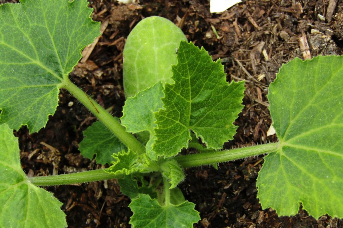 Volunteer Seedling