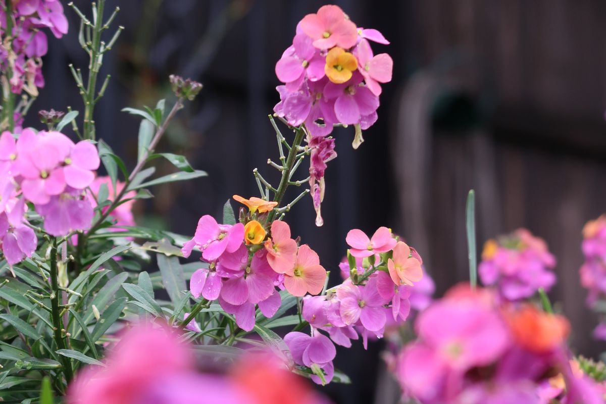 Purple pink wallflowers