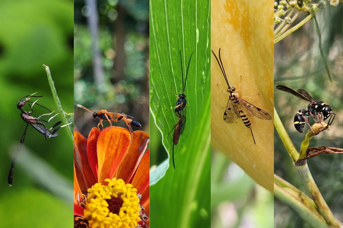 wasps