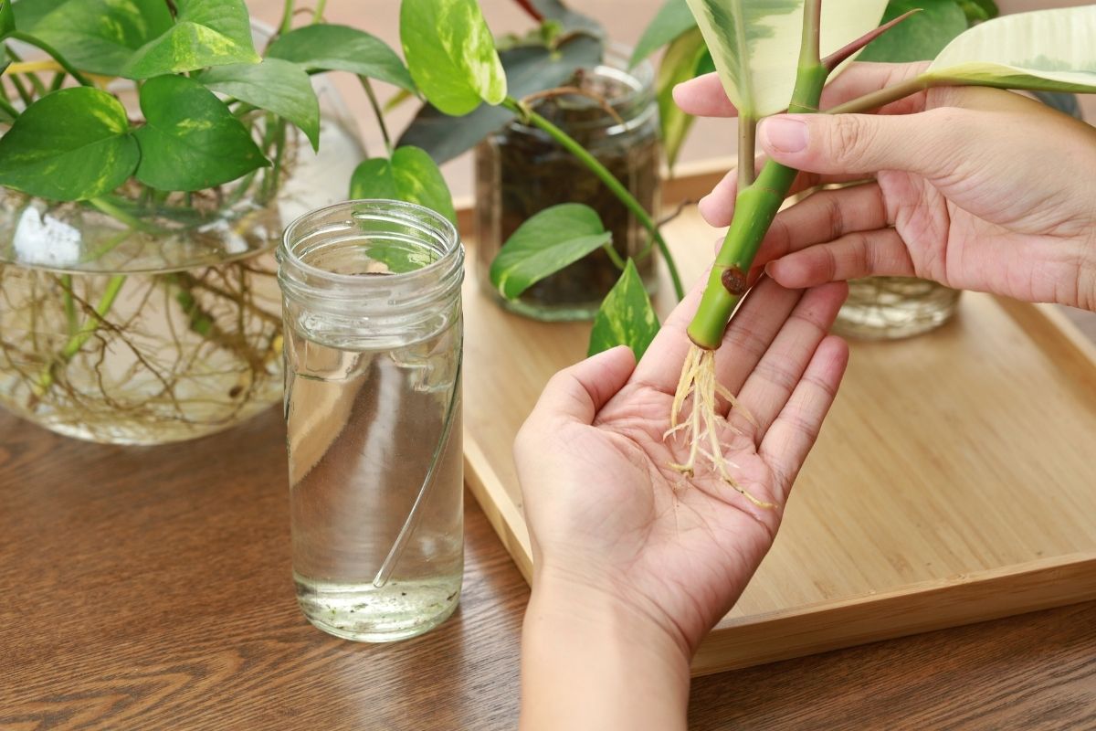 A water cutting with roots