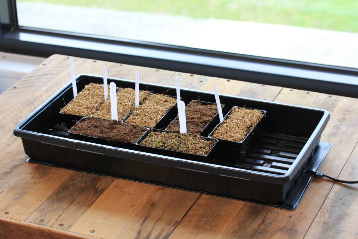 A photo of a greenhouse tray with six labelled punnets of newly sown seeds