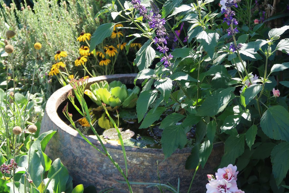 Water pond with salvia, rudbeckia and lavender