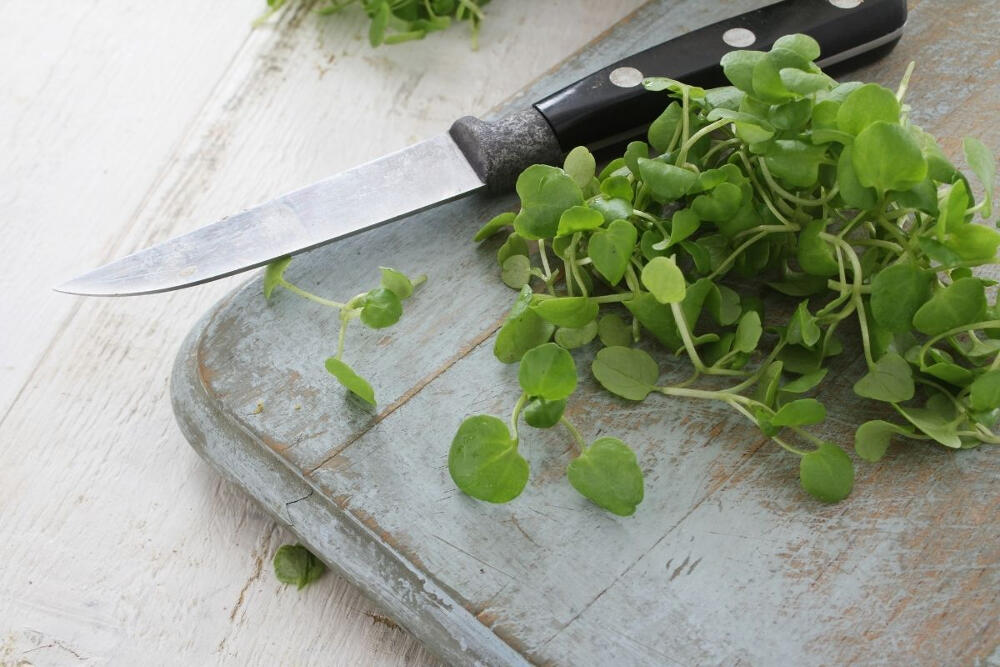 watercress harvest