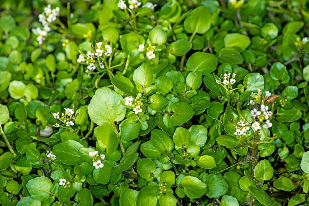 watercress plant