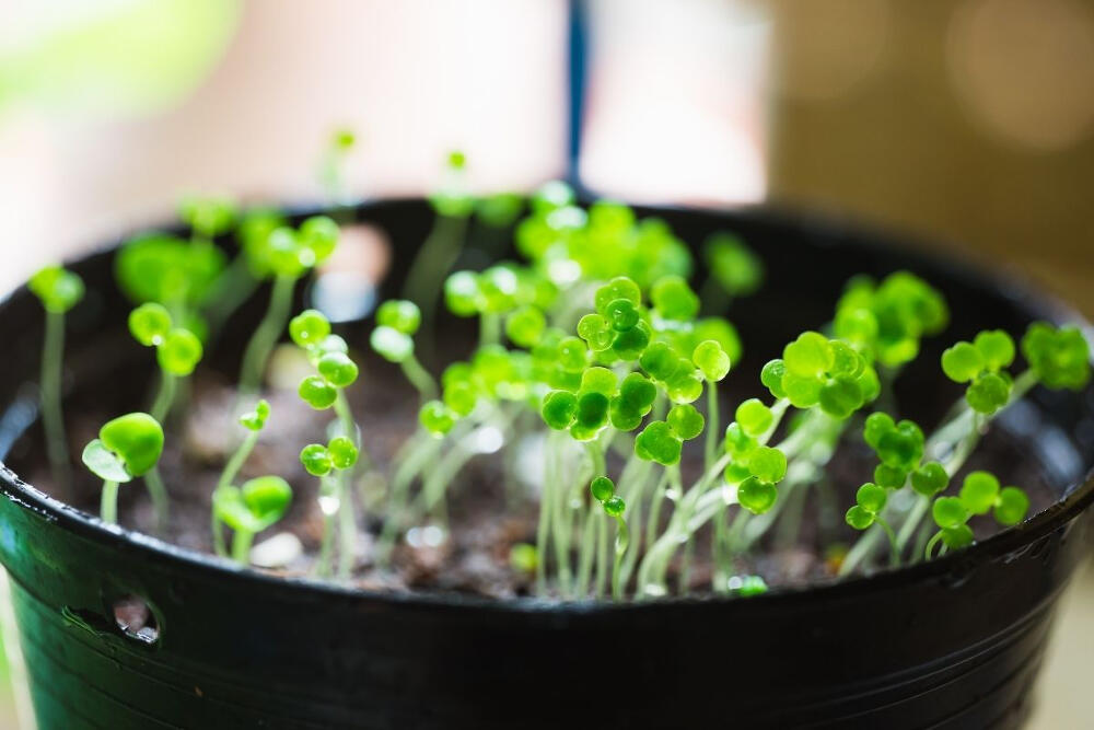 watercress sprouting