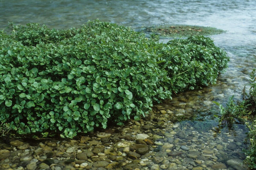 watercress in stream