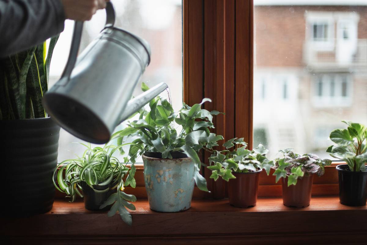 watering indoor plants on a windowsill
