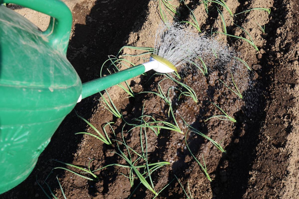 watering onion seedlings