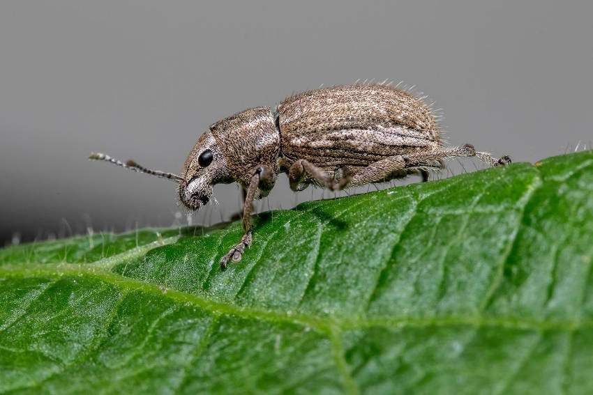 Weevil