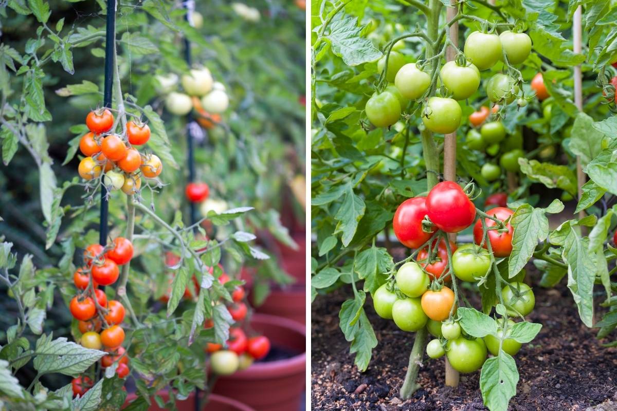 well trained and pruned tomato plants