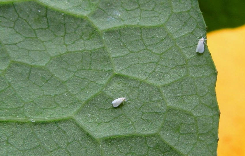 Whitefly 1