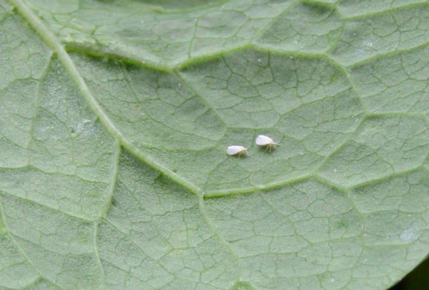 Whitefly 2