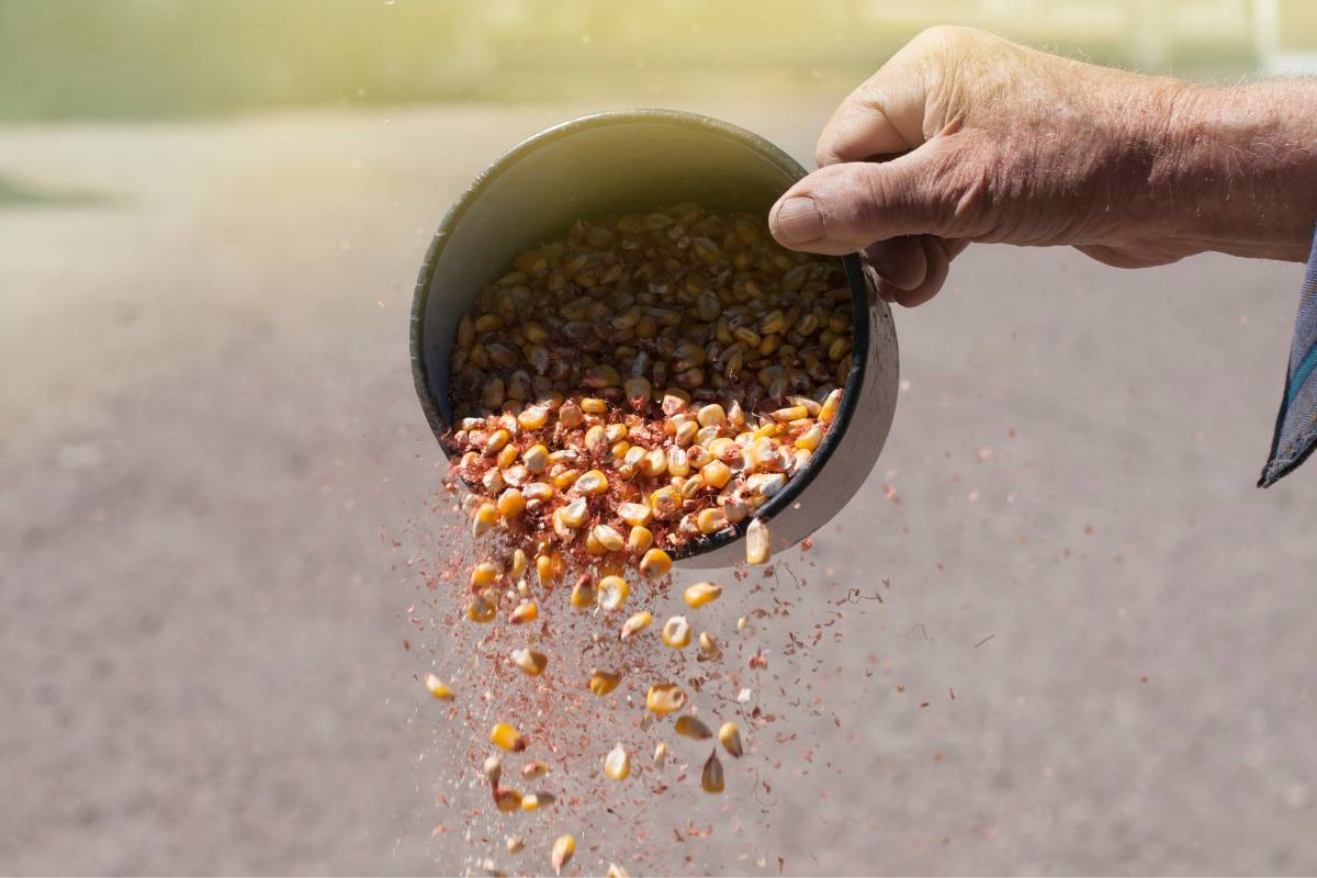 winnowing seeds by pouring them from a height so the chaff is blown away by wind