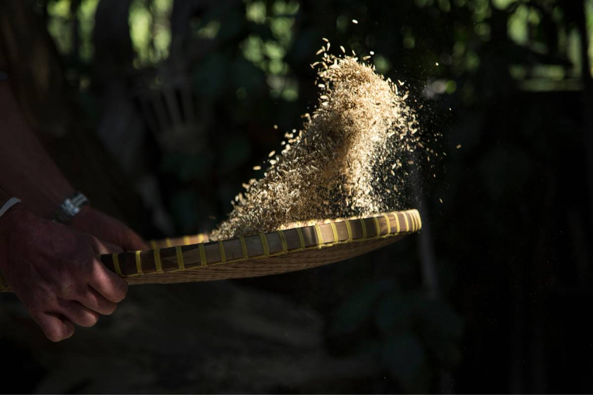 winnowing seeds by tossing them on a tray
