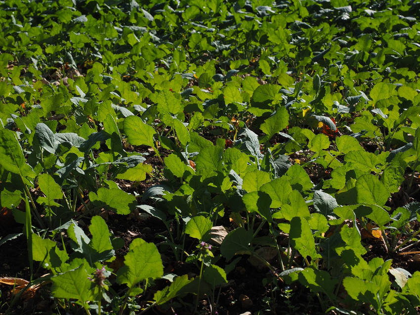 Winter Oilseed rape