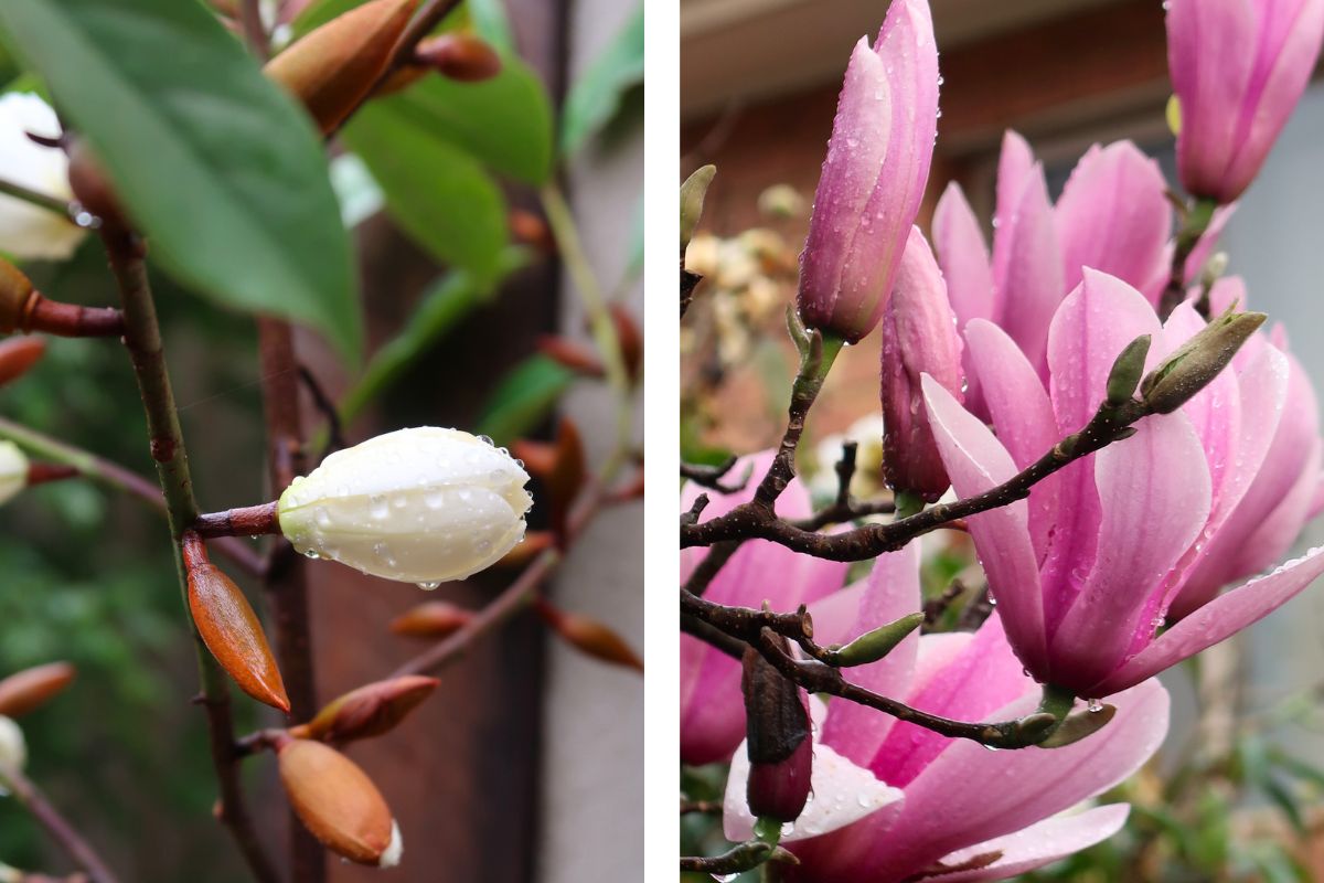 winter magnolias