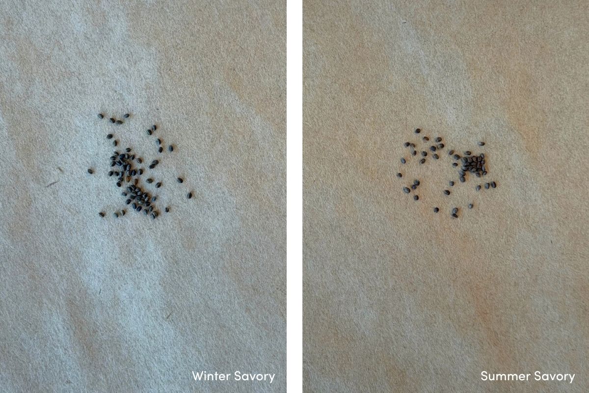 Savory seeds summer vs winter