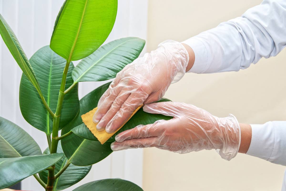 wiping rubbing alcohol on plant leaves