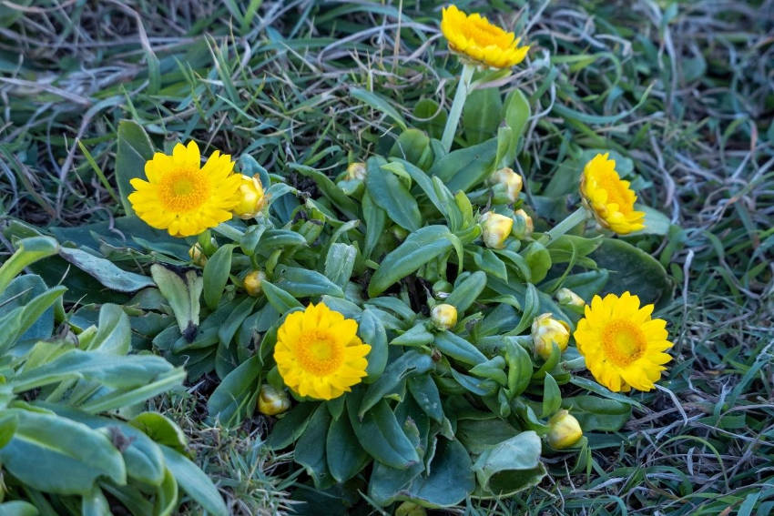 Yellow everlasting plant