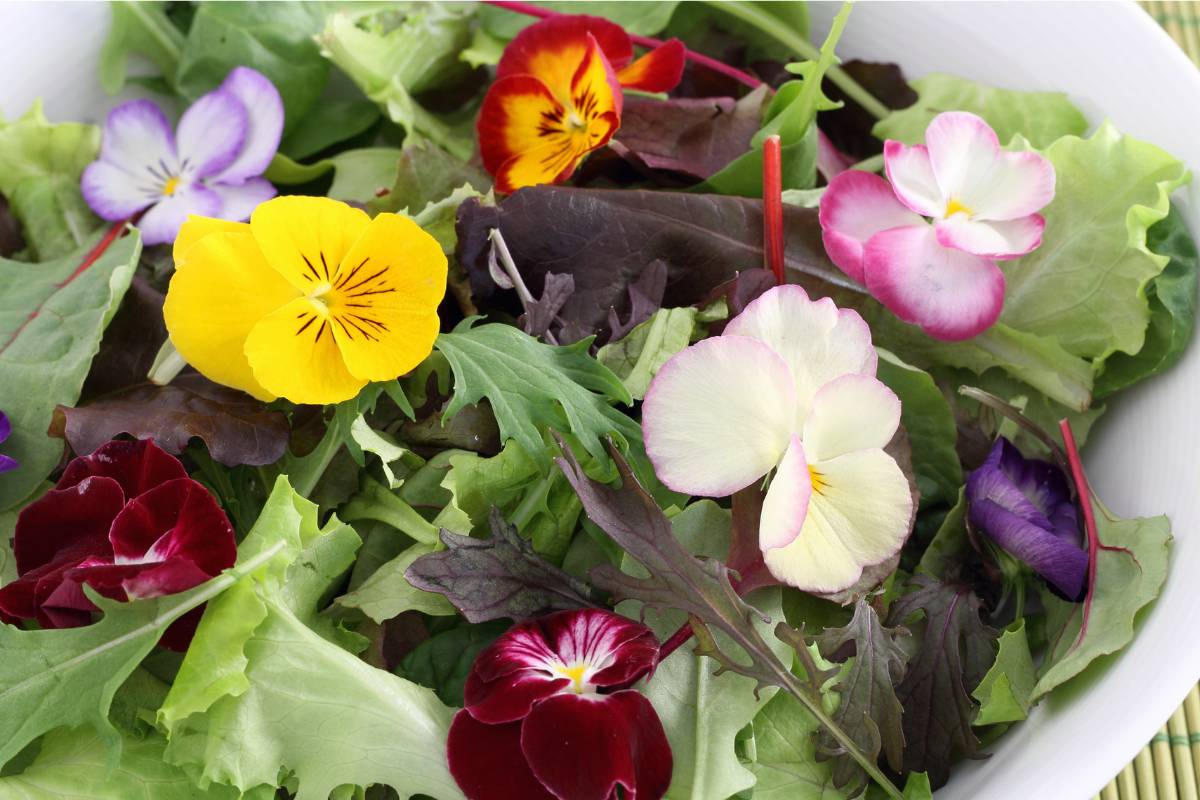 yellow, white, pink and orange violas used as an edible garnish on salad leaves