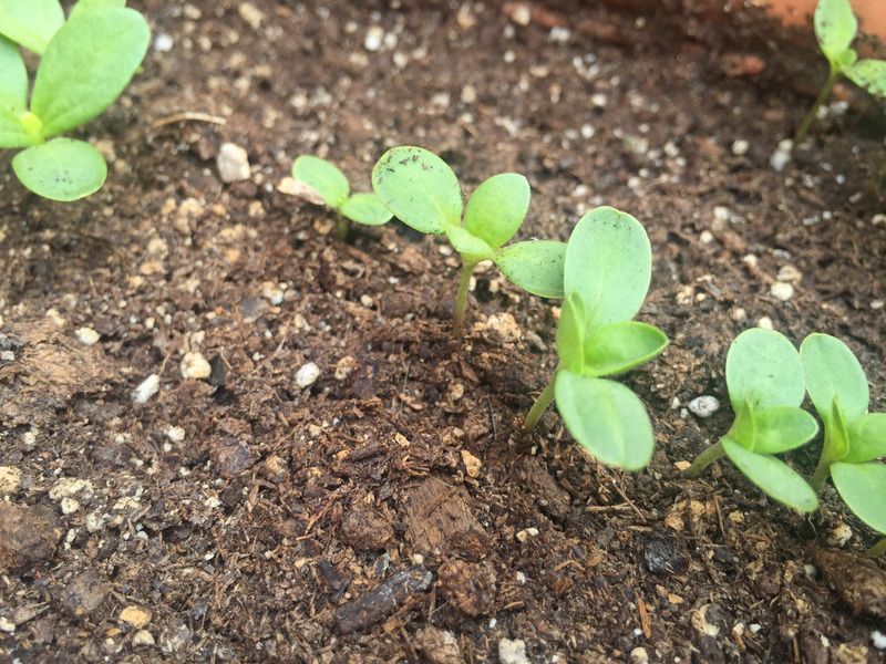 Some zinnia seedlings growing in a garden bed