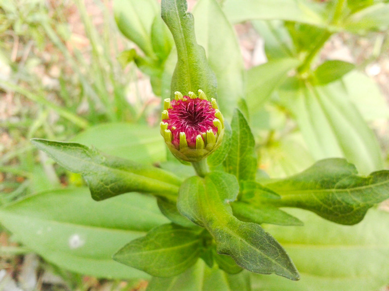 Zinnia bud