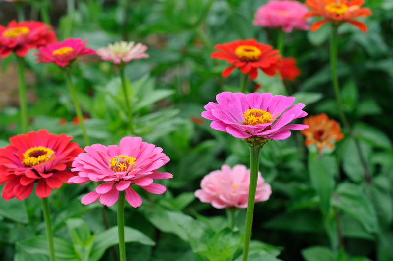 Blooming Zinnia flowers