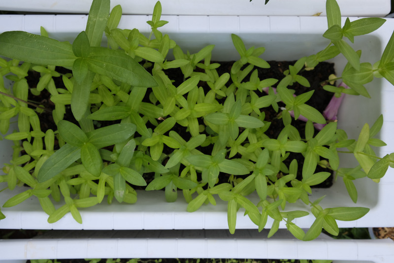 Developing Zinnia seedlings in garden bed