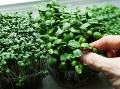 Microgreens