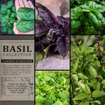 Basil Suttons Herb 50% off Basil 'Round Midnight '  250 Seeds 