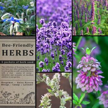 "Bee-Friendly Herbs" Seed Collection