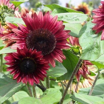 Sunflower- Compact Mauve Spray F1