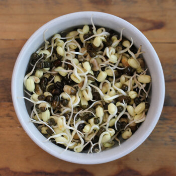 Sprouting Seeds- Mung Bean, Black 100g