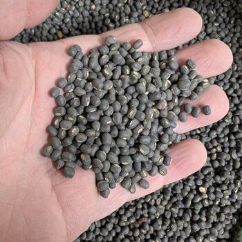 Sprouting Seeds- Mung Bean, Black