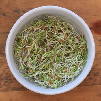 Sprouting Seeds- Linseed ORGANIC
