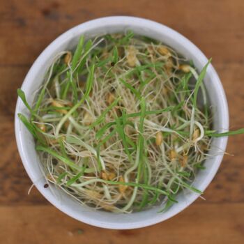 Sprouting Seeds- Barley ORGANIC