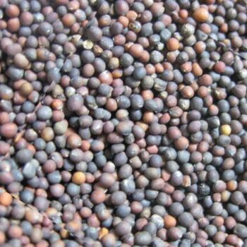 GREEN MANURE: Mustard- Nemcon