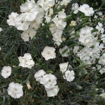 Carnation- Grenadin White