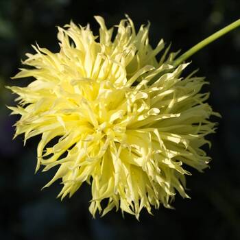 Aster- Ostrich Yellow Feather