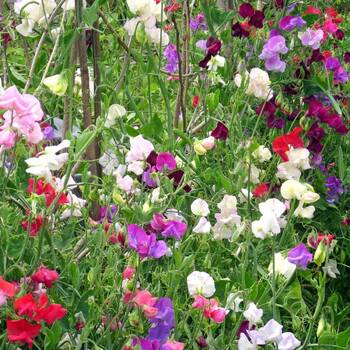 Sweetpea- Multiflora Colorama Mix