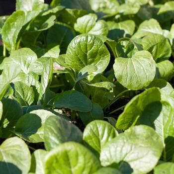 Mustard Greens- Tender Green