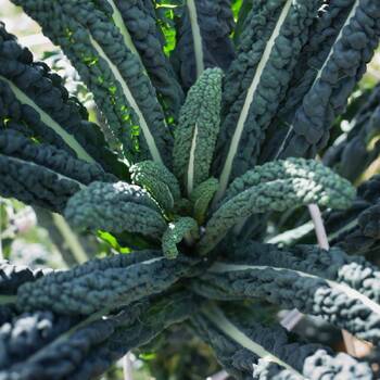 Kale- Black Toscana