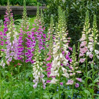 Foxglove- Gloxiniaeflora Mix