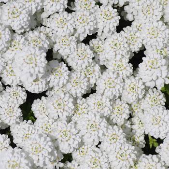 Candytuft- Empress White