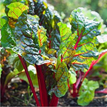 Silverbeet- Ruby Red