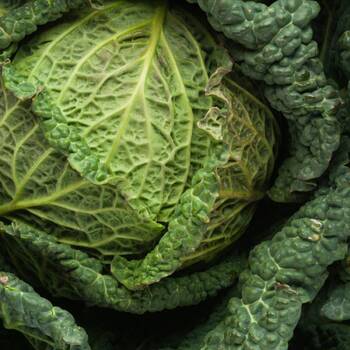 Cabbage, Savoy- Green Vertus