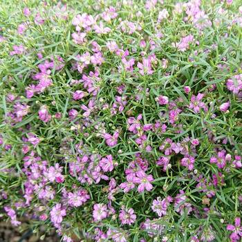 Gypsophila- Repens Rose