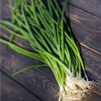 Bunching Onion- Winter Ishikura